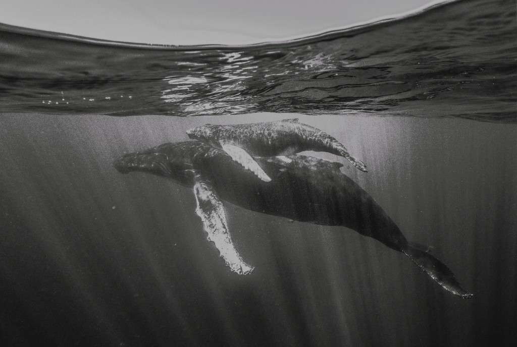 Humpback Love