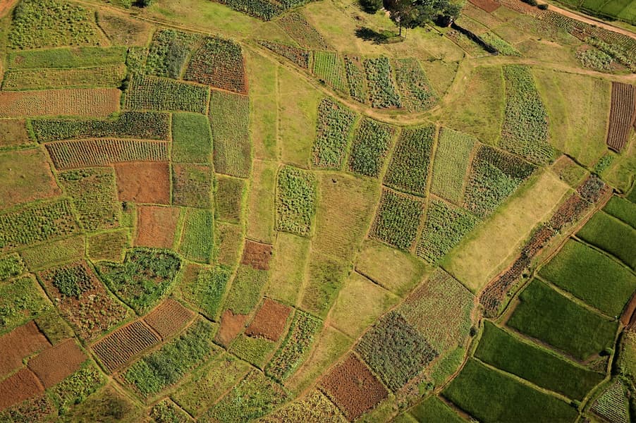 Rice Paddy I