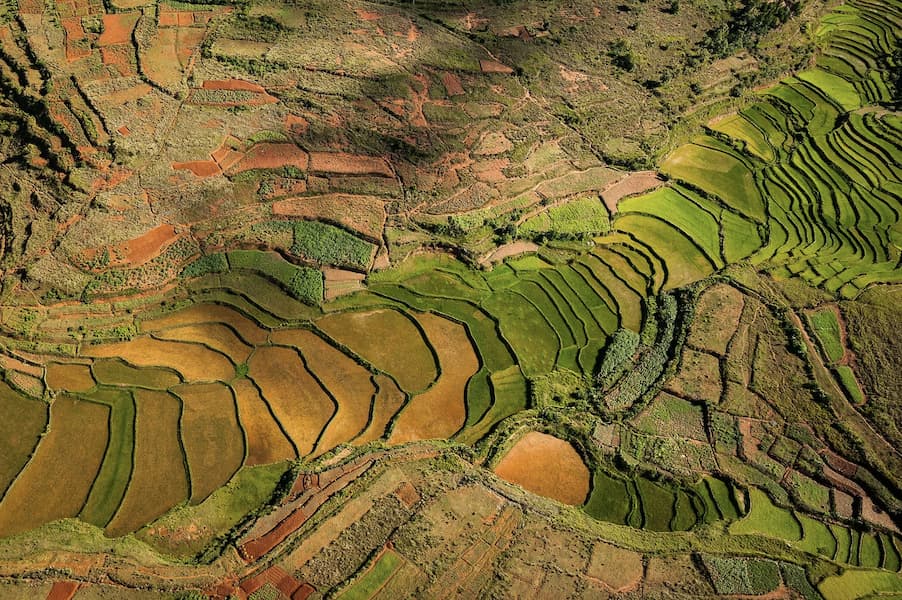 Rice Paddy II