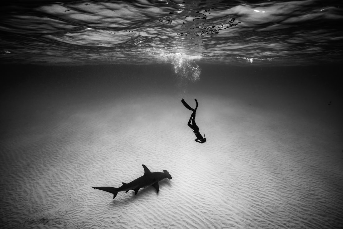 Shark Love