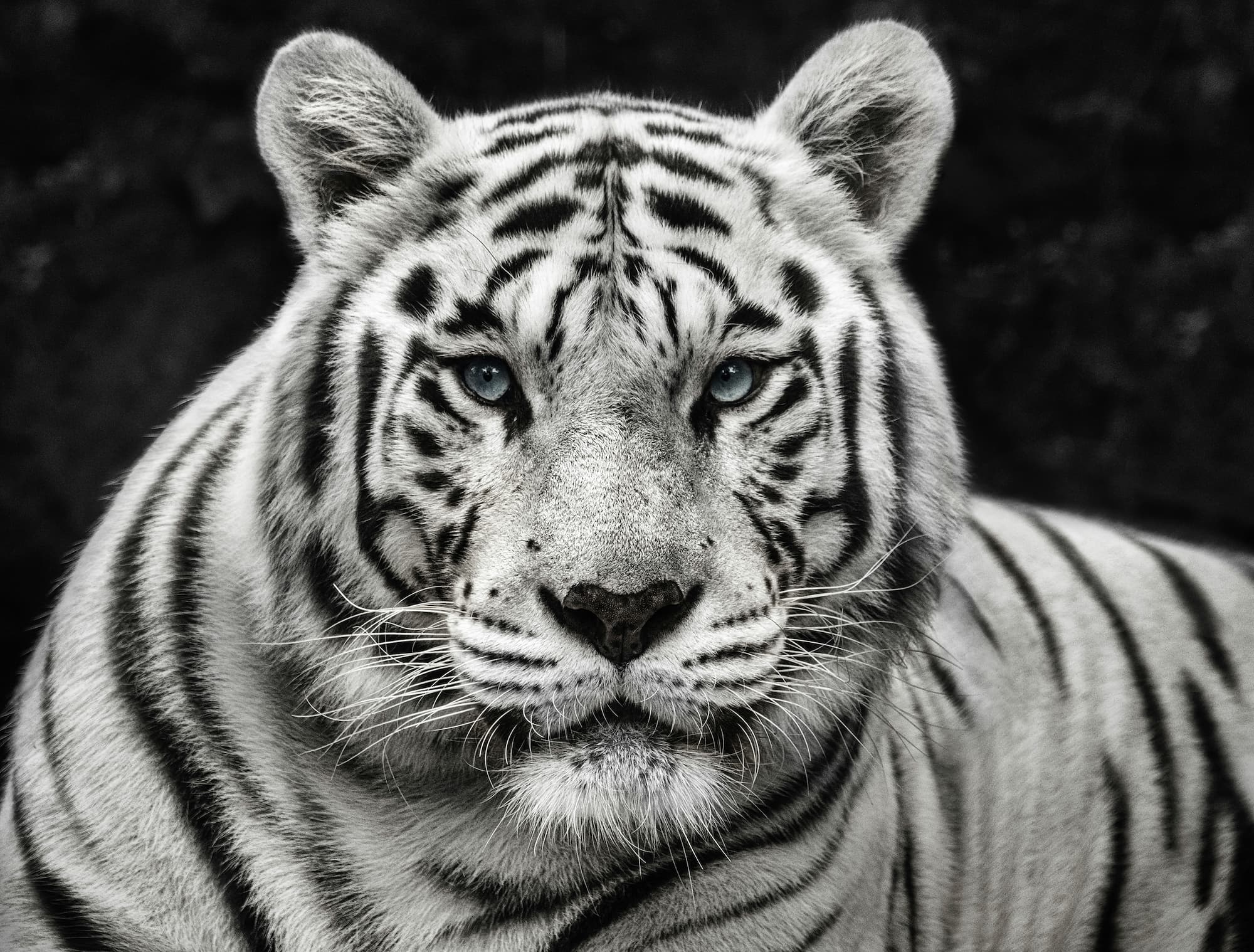 "Mohan" by David Yarrow, Singapore, 2022. Colour photograph.