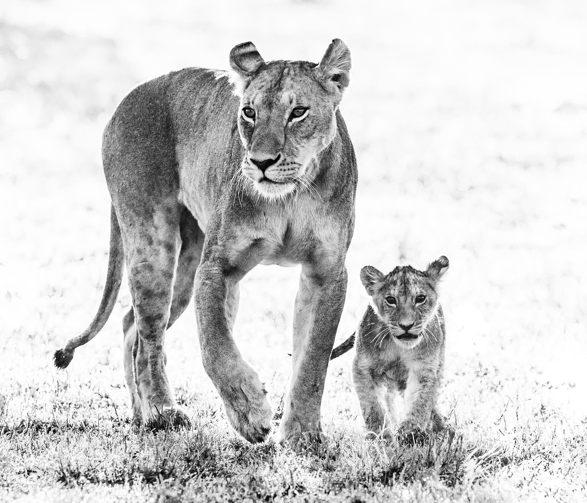 "Mother's Day" by David Yarrow, Maasai Mara, Kenya, 2017. Black and white photograph.