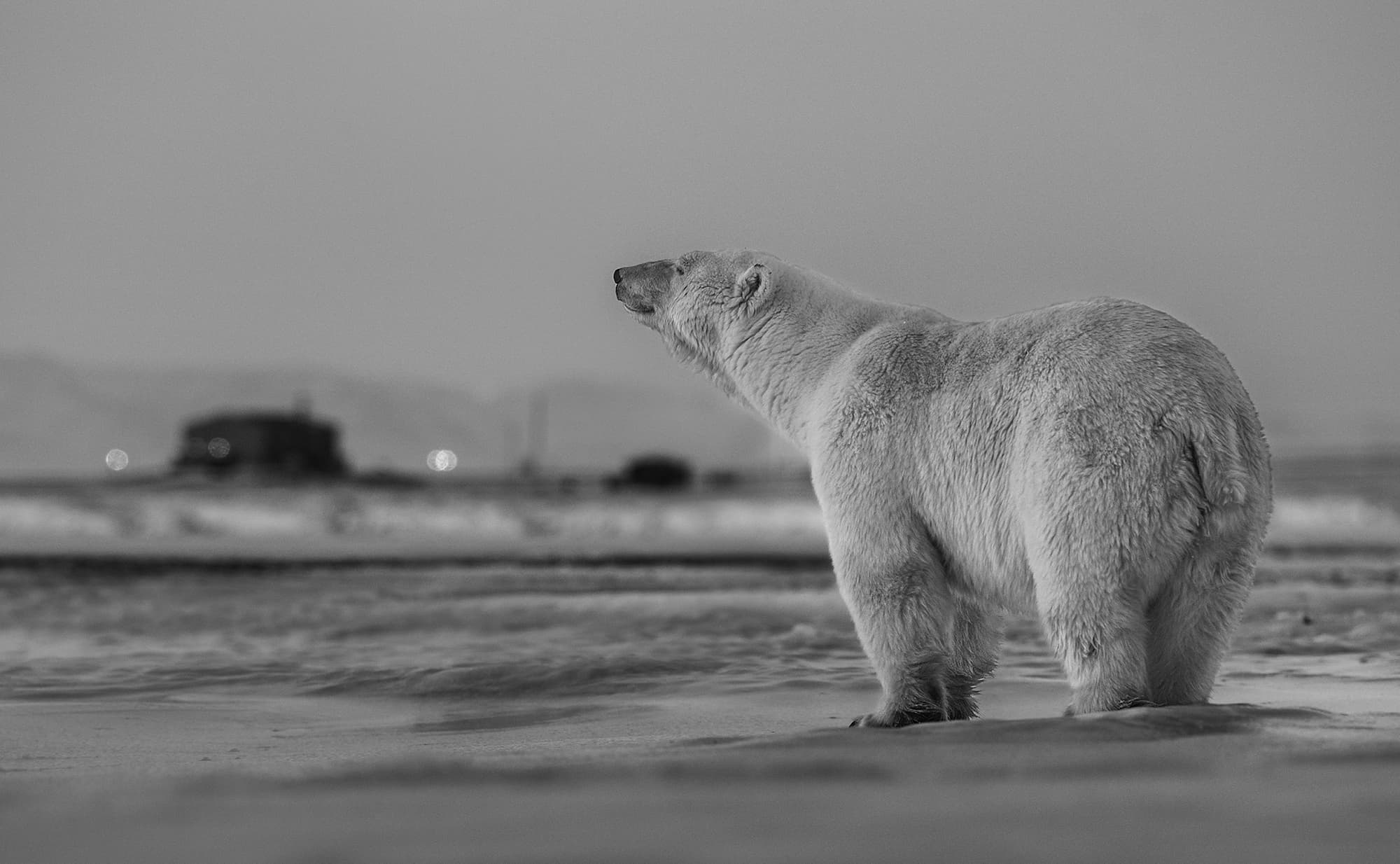 "My Place or Yours" by David Yarrow, 2016. Black and white photograph.
