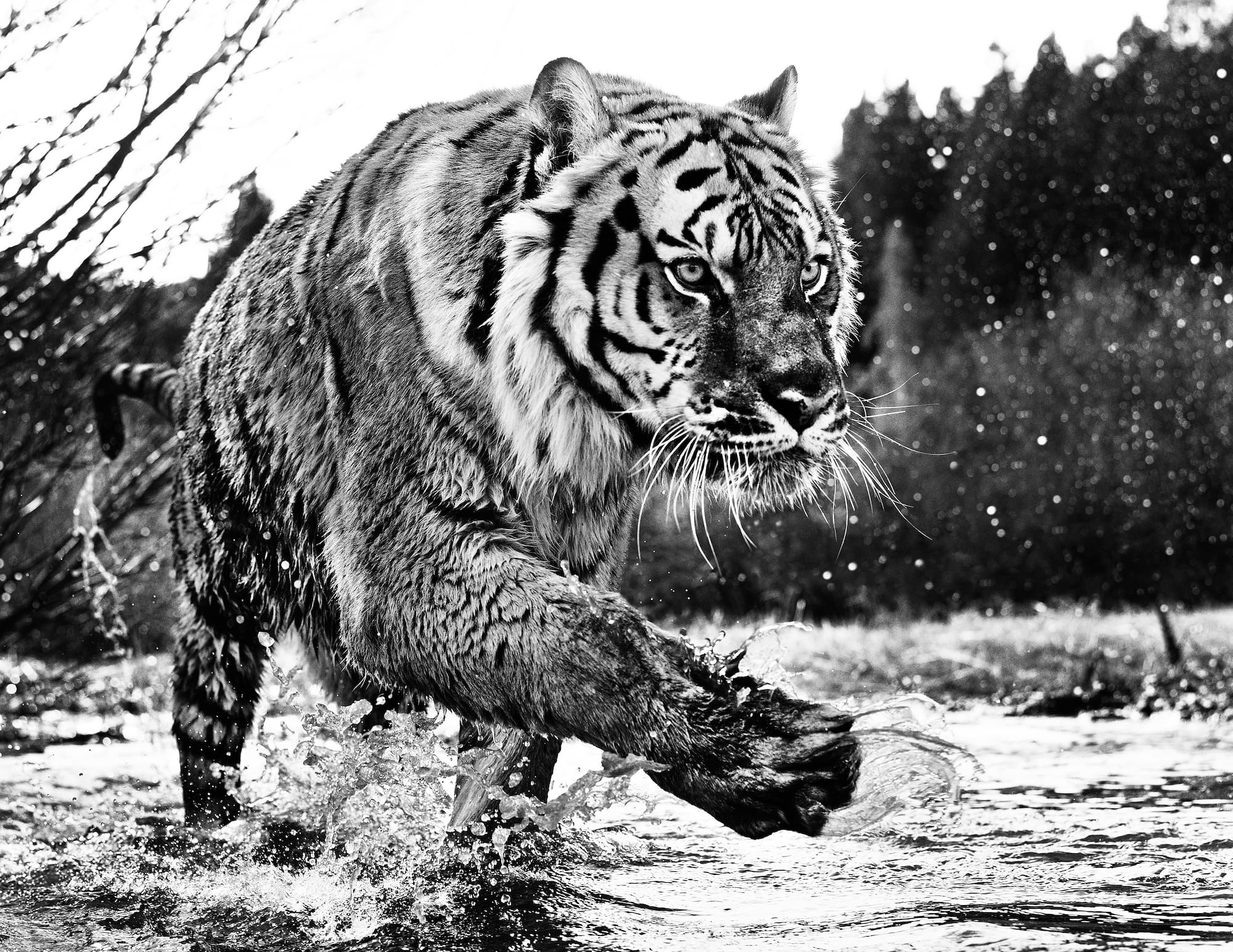 "Mystic River" by David Yarrow, Nevada City, Montana, 2015. Black and white photograph.