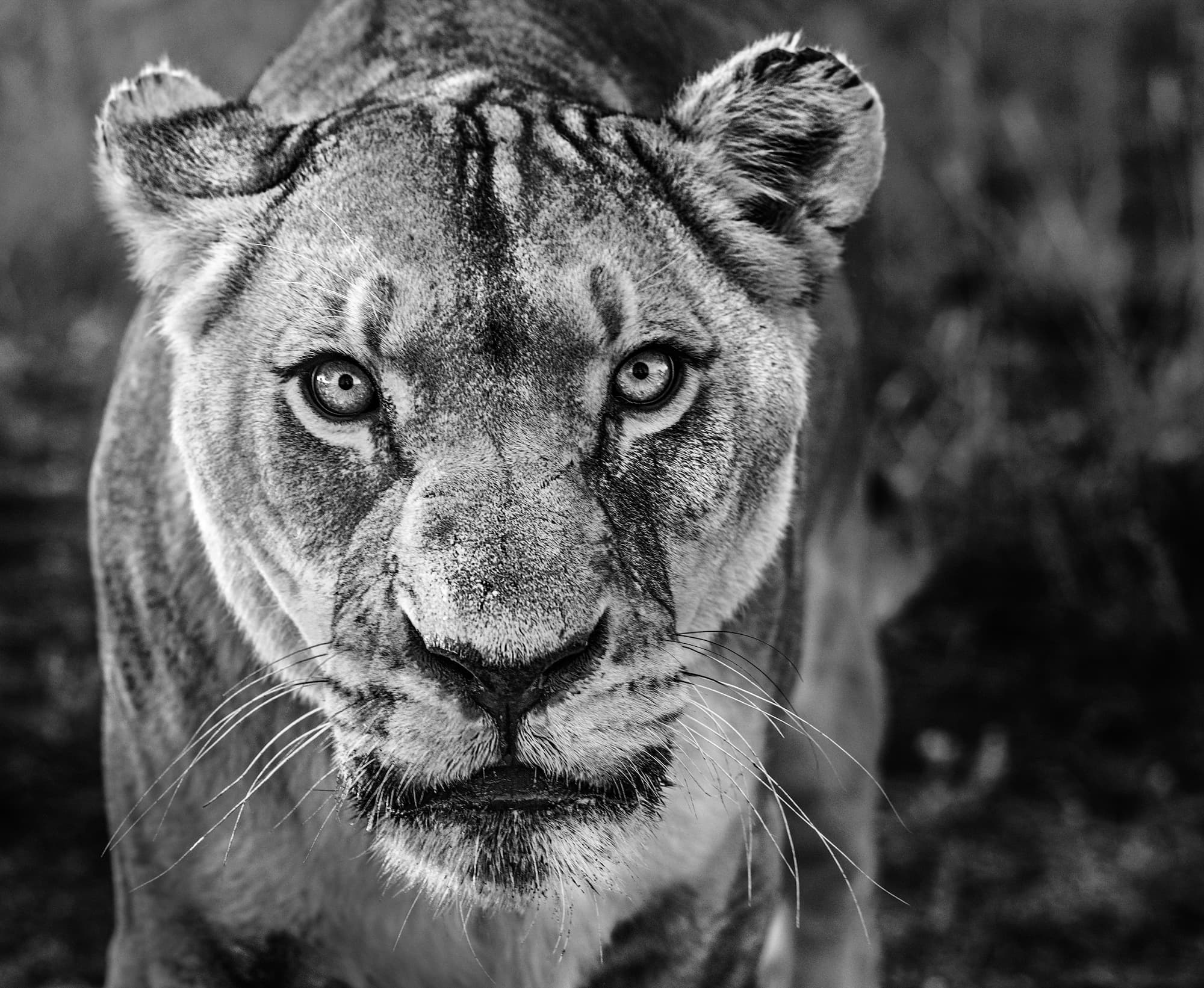 "Nala" by David Yarrow, Dinokeng, South Africa, 2019. Black and white photograph.