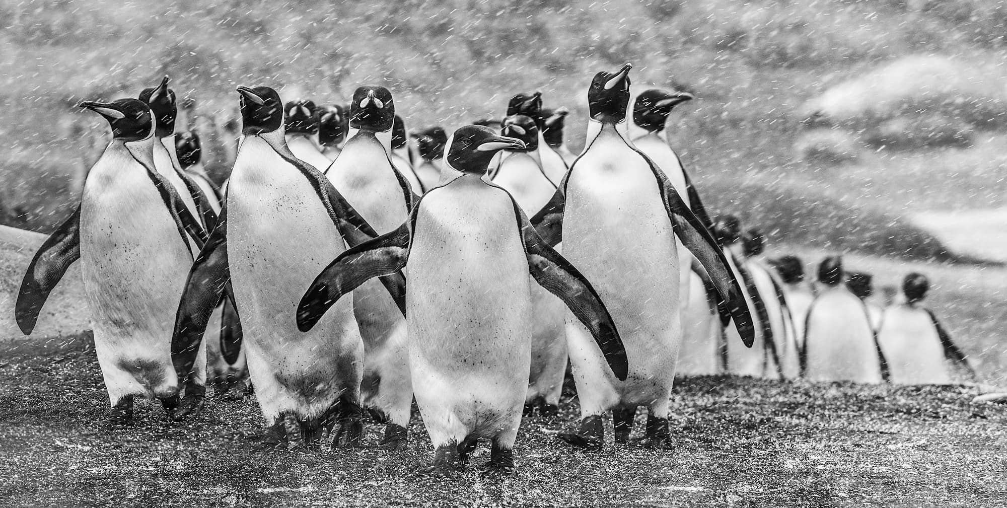 "Napoleon" by David Yarrow, South Georgia, 2018. Black and white photograph.