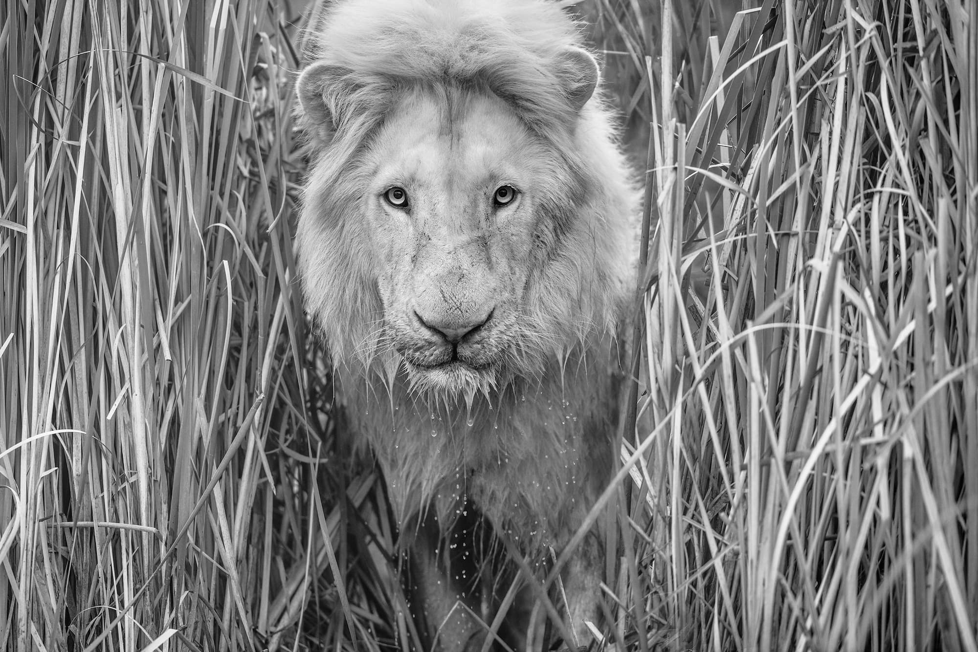 "Narnia" by David Yarrow, Dinokeng, South Africa, 2019. Black and white photograph.