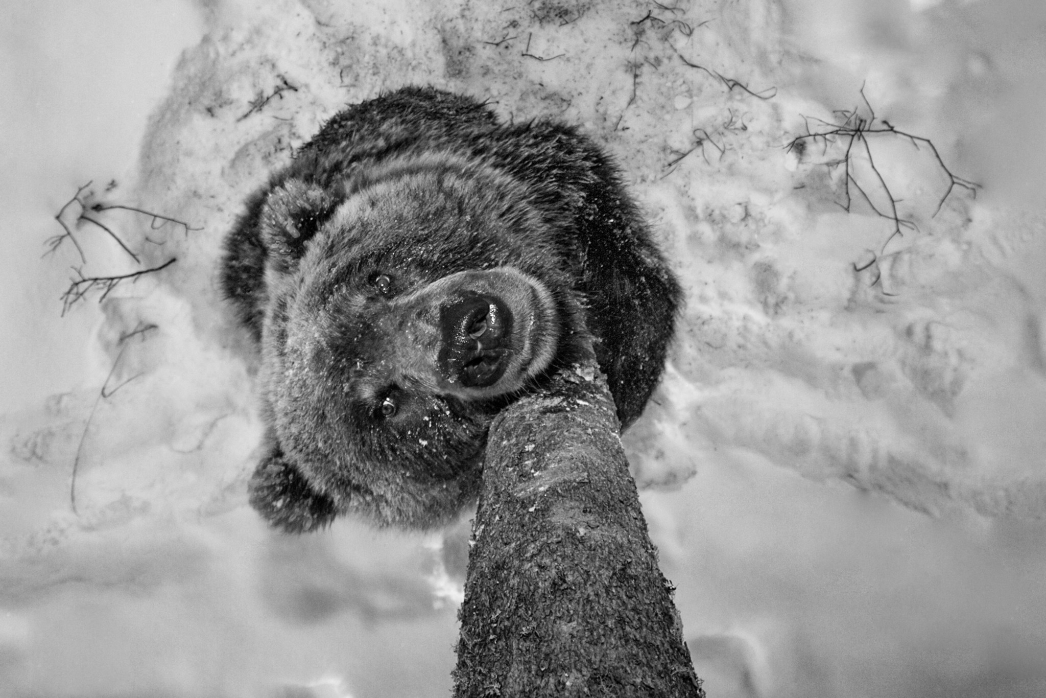 Bear Scents