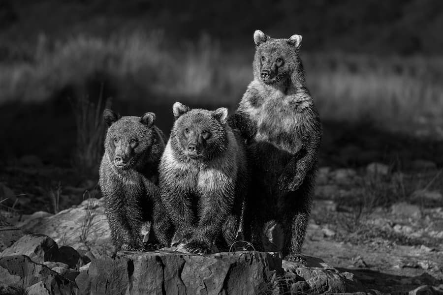 Cub Club