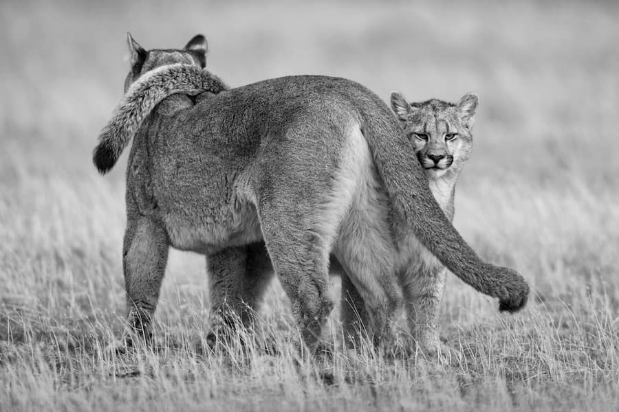 Feline Bonds
