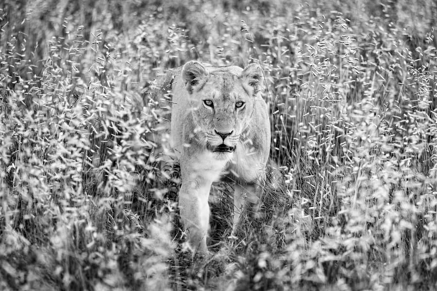 Huntress