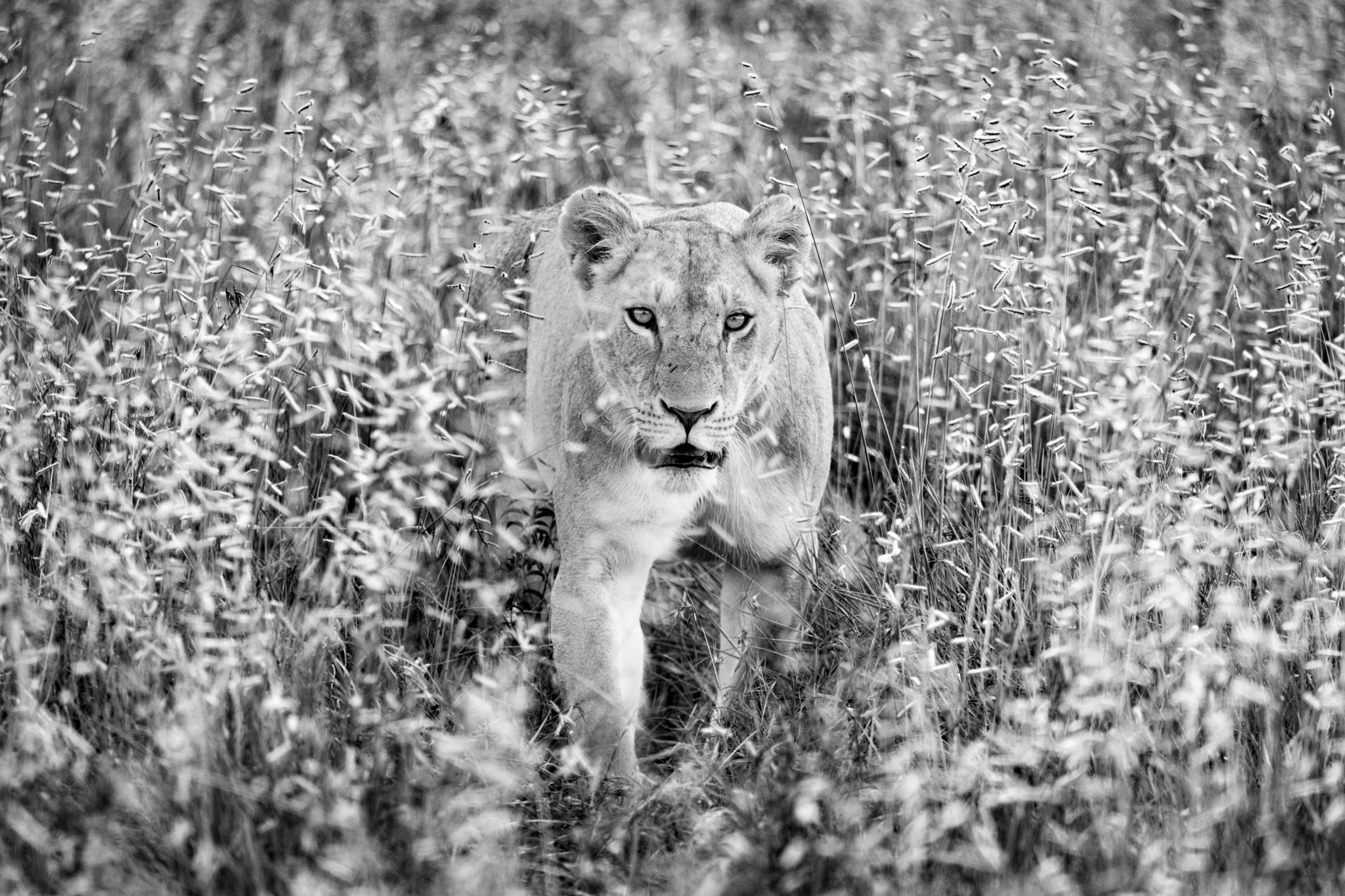 Huntress