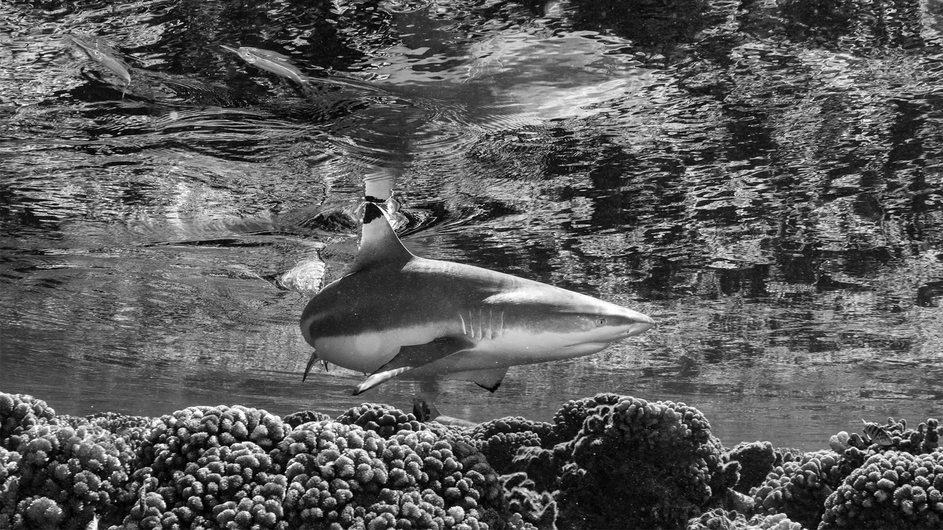 In the Shallows