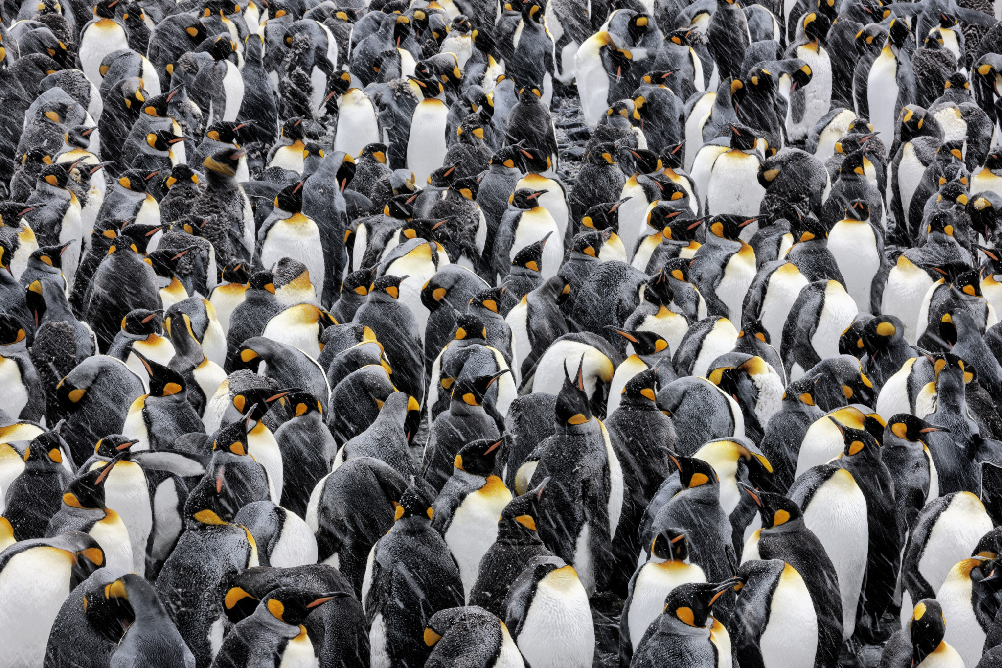 Kings of Antarctica