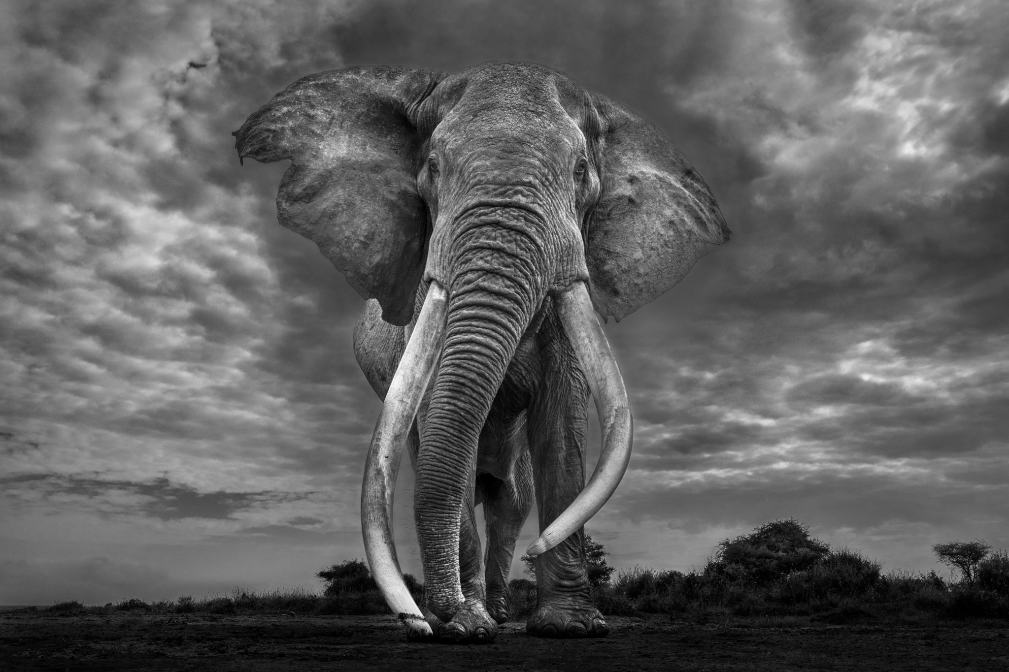 Legend (Black and White)