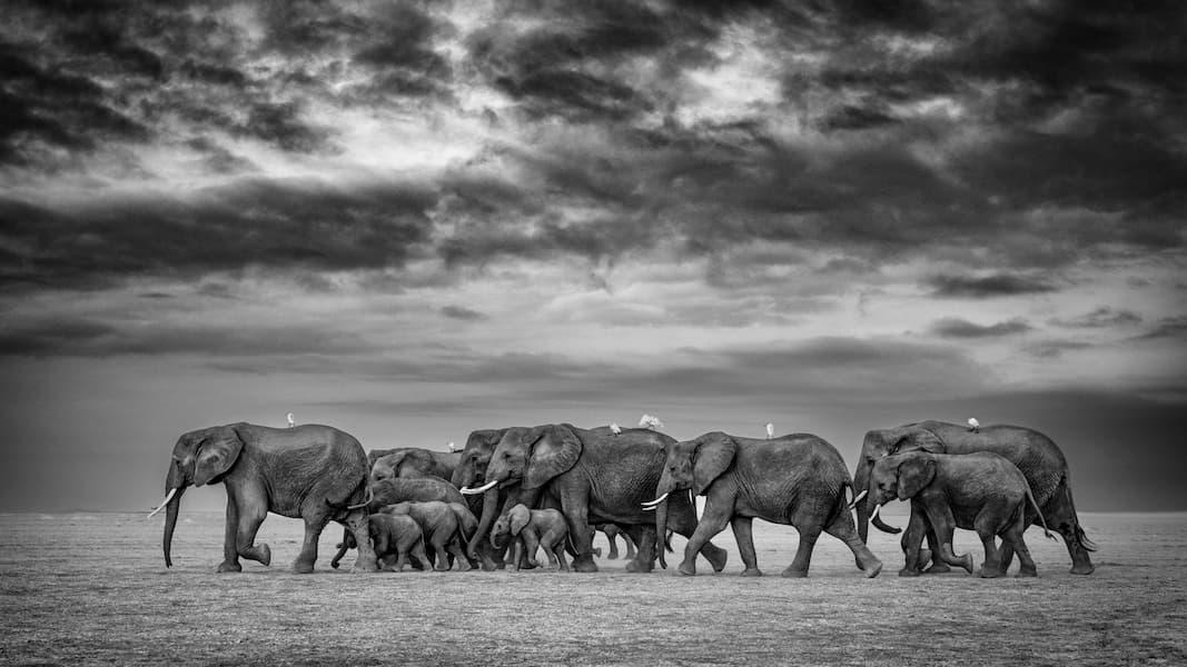 Matriarch’s March
