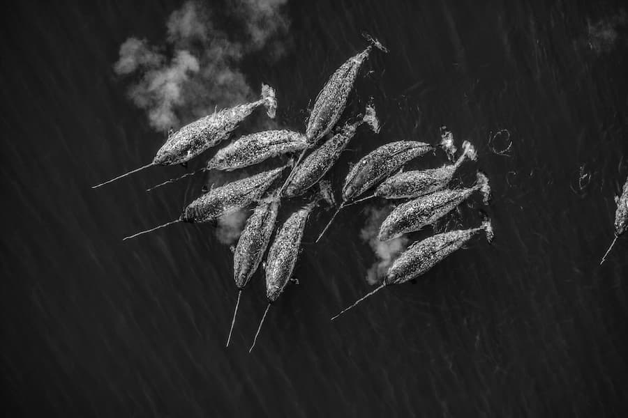 Monodon Monoceros