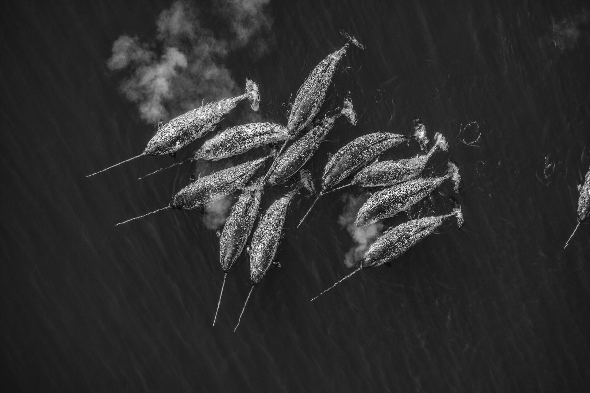 Monodon Monoceros