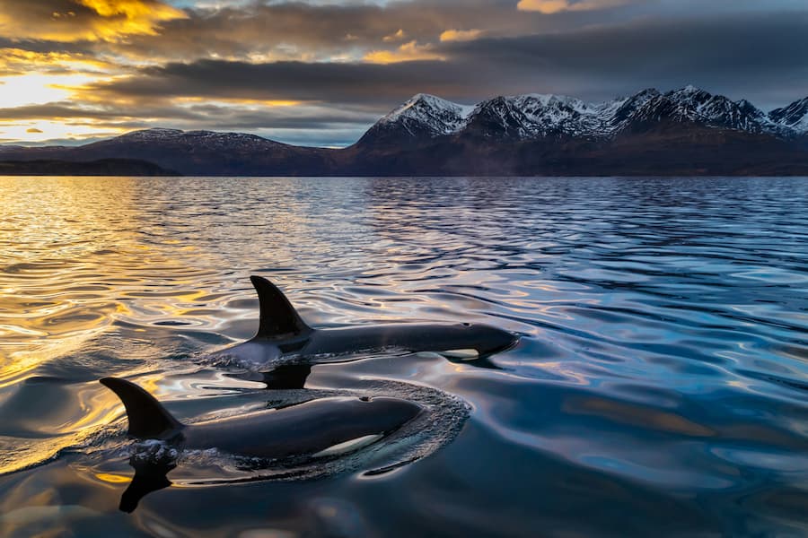 Norwegian Sunset Cruise