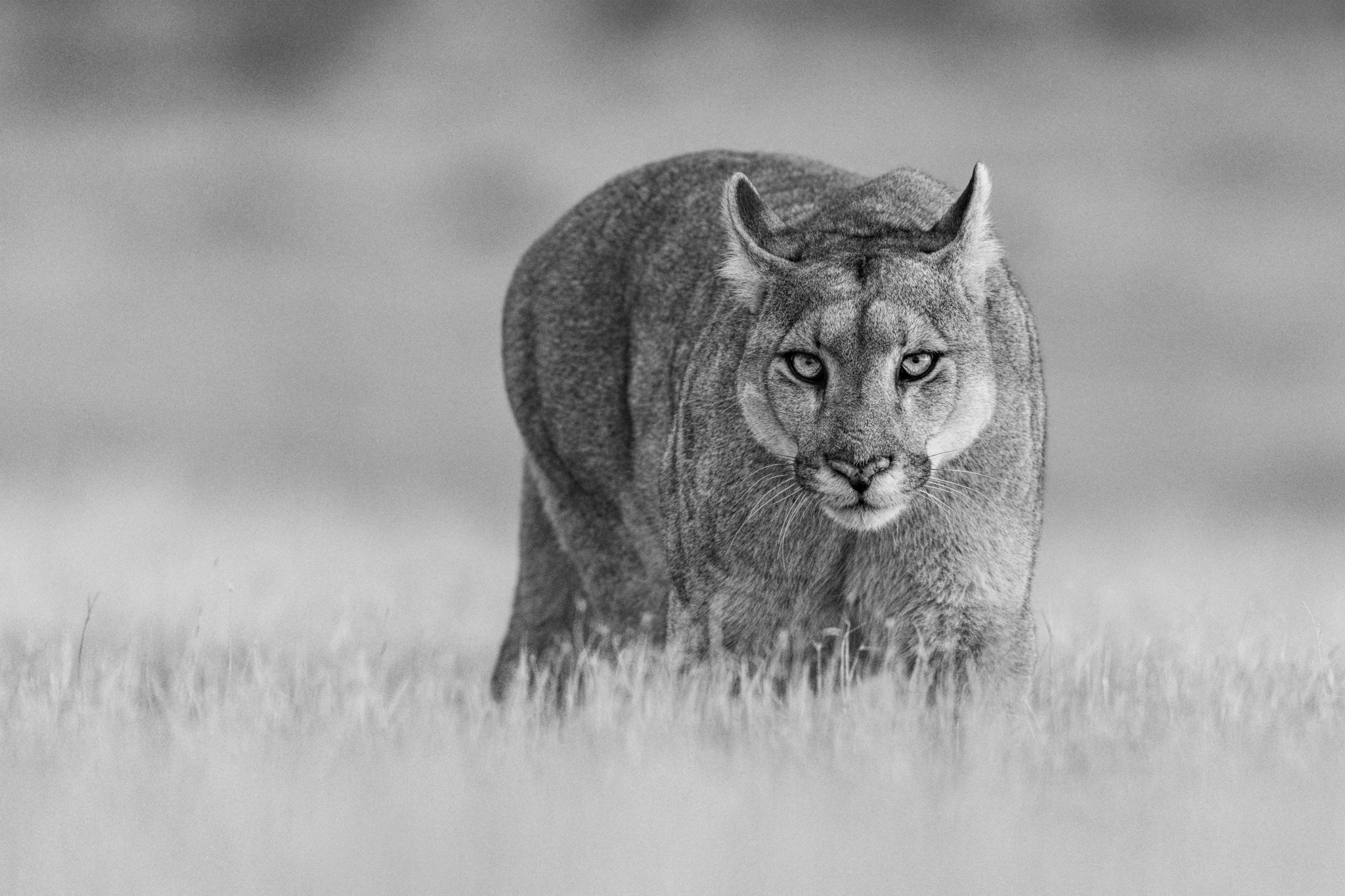 Petaka “Queen of Patagonia”