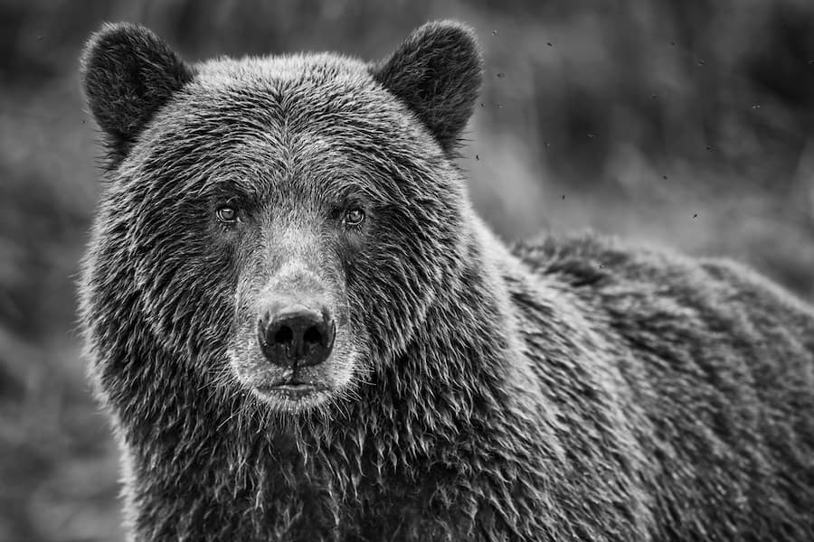 Queen of Katmai
