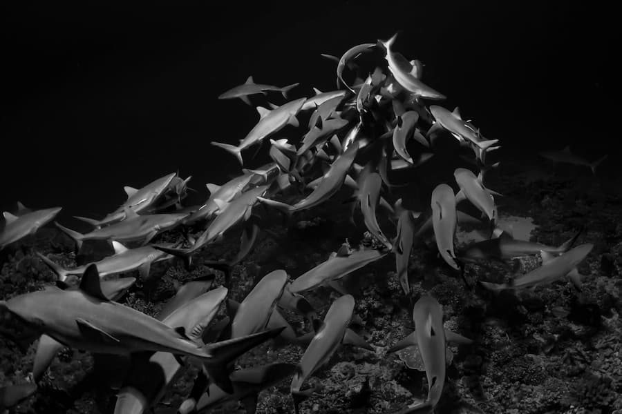 Shark Mountain