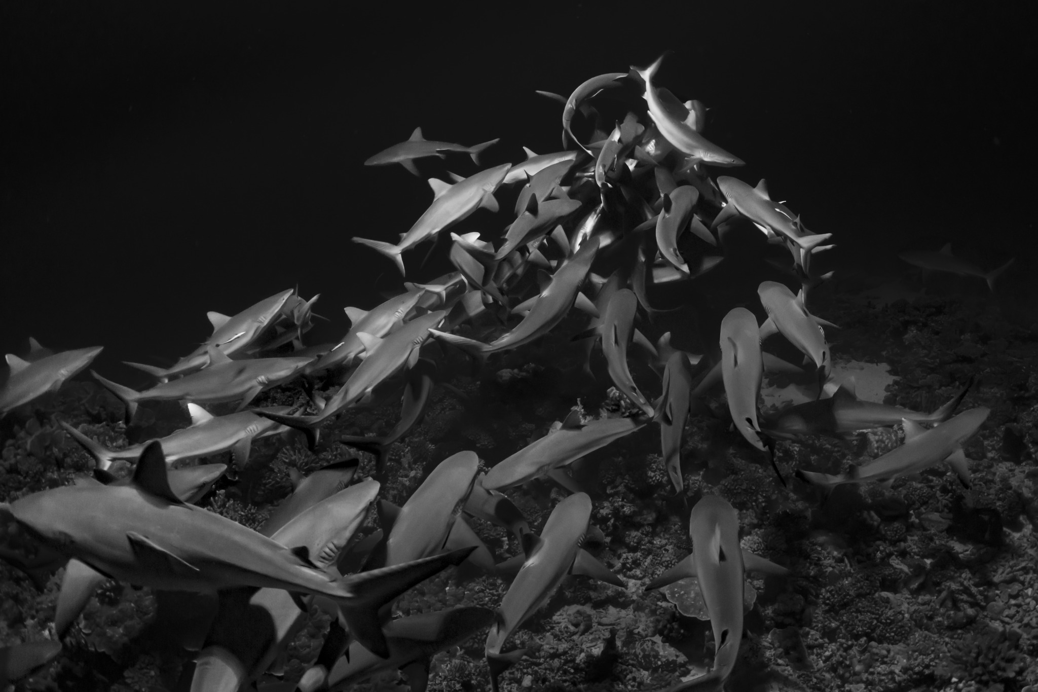 Shark Mountain