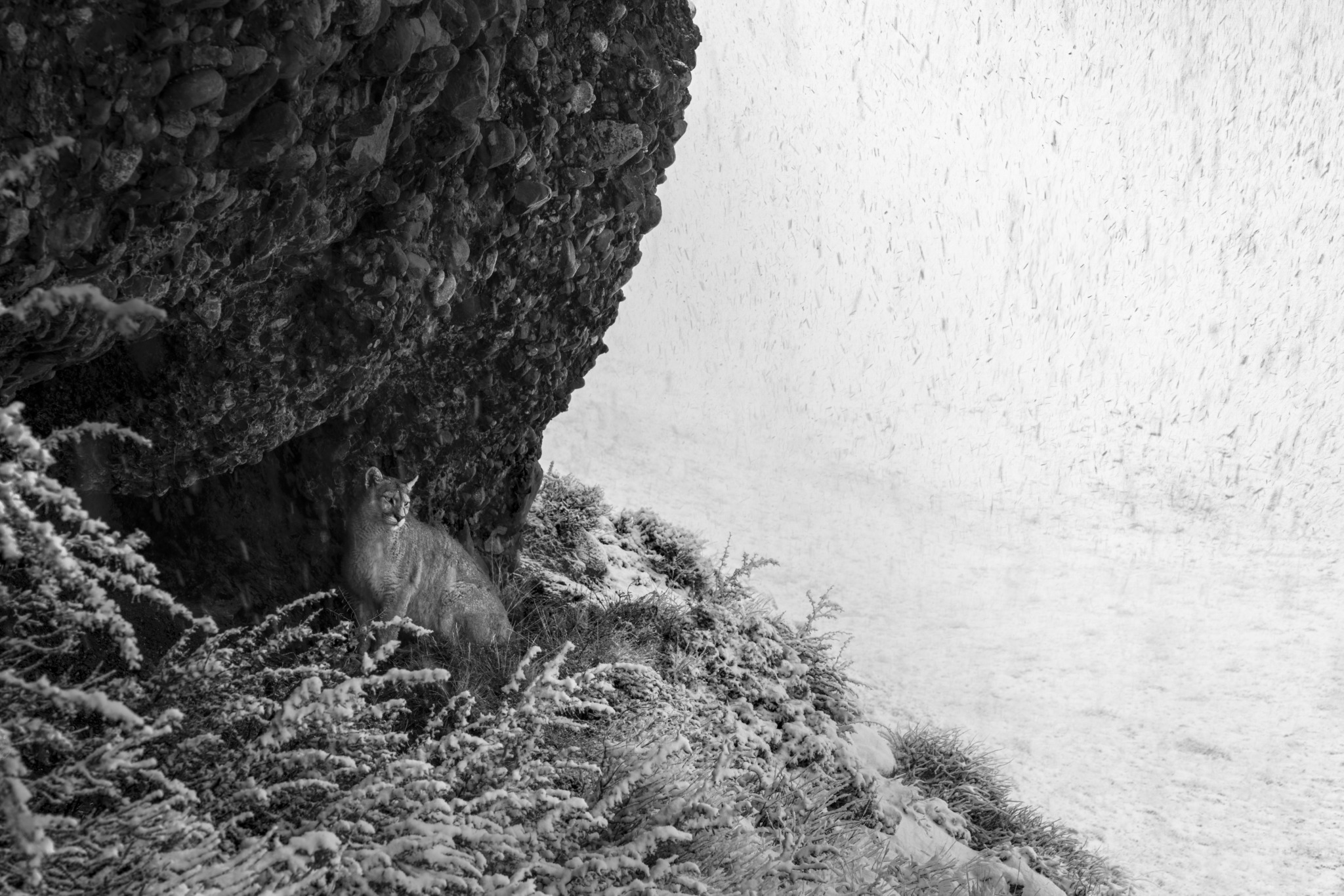Silent Vigil “Puma in Snowstorm”