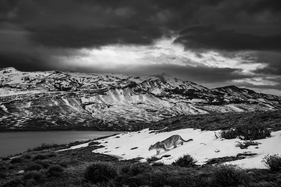 Snow Shadow
