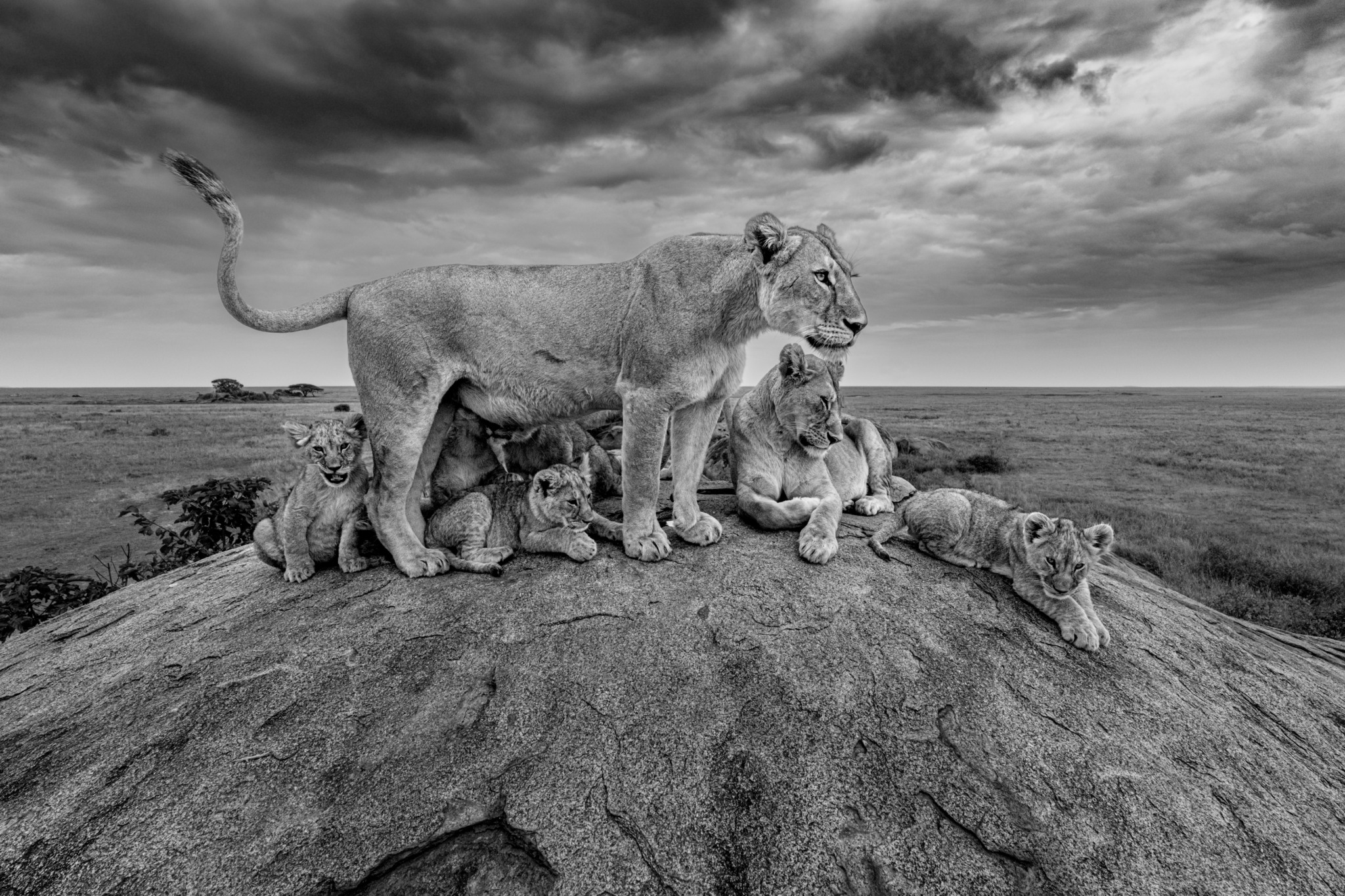 The High Stone Pride