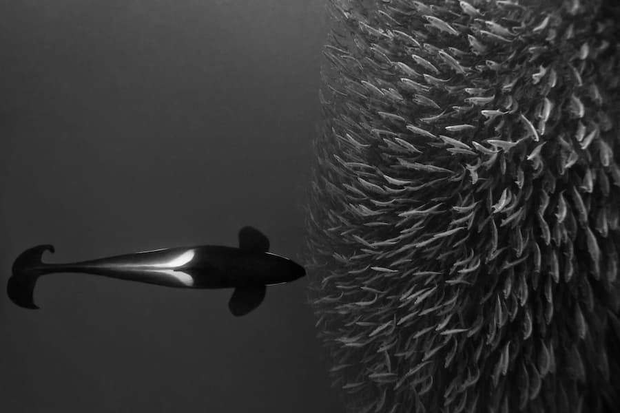 The Hunt