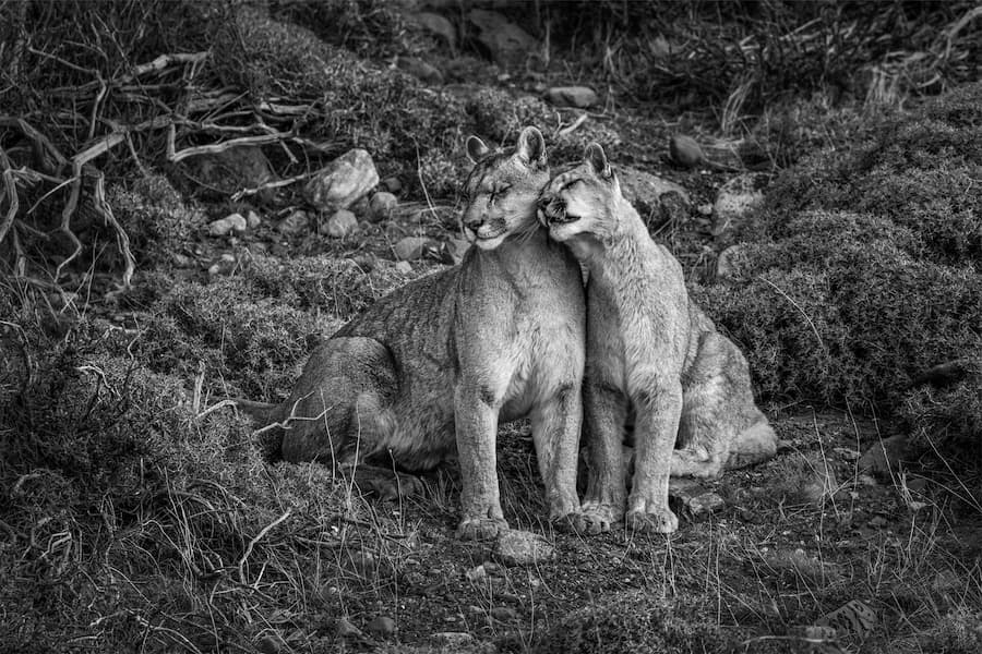 Whispers