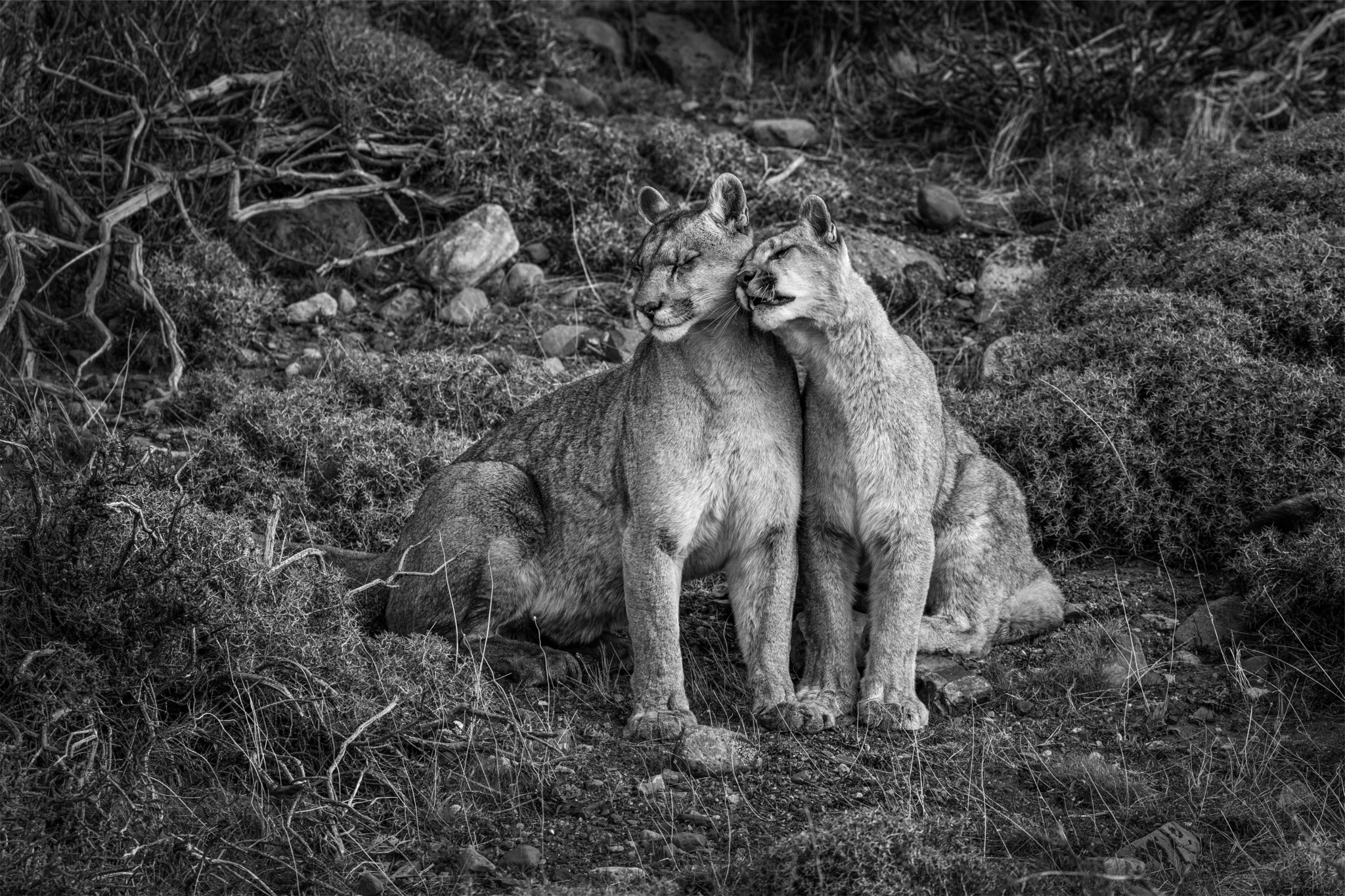 Whispers