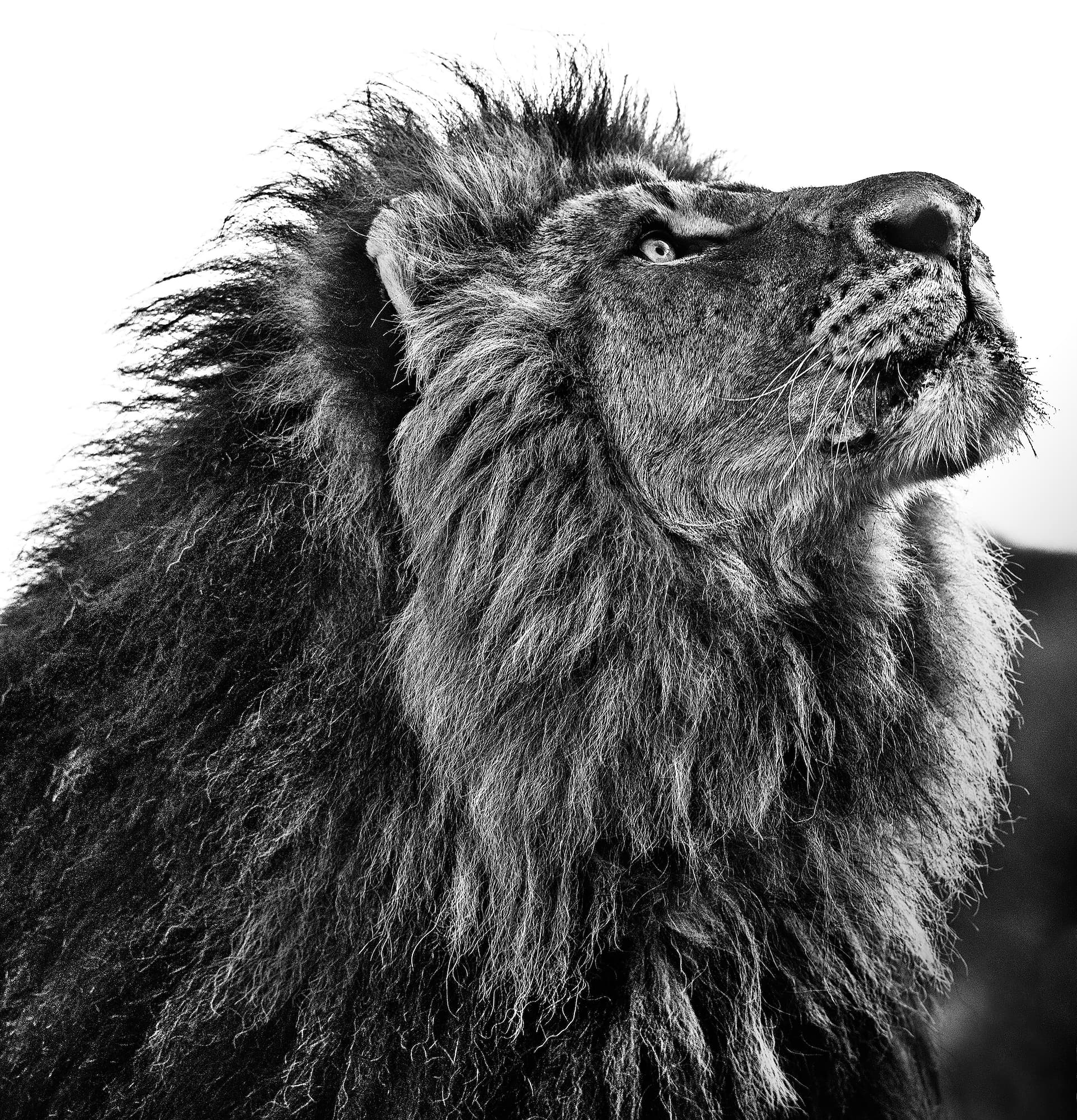 "NKOSI SIKELEL' IAFRIKA" by David Yarrow, Dinokeng, South Africa, 2014. Black and white photograph.