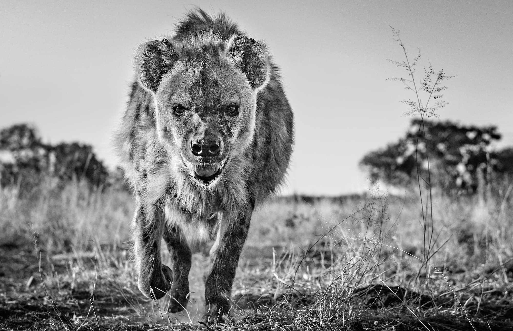 "No Laughing Matter" by David Yarrow, Dinokeng, South Africa, 2019. Black and white photograph.