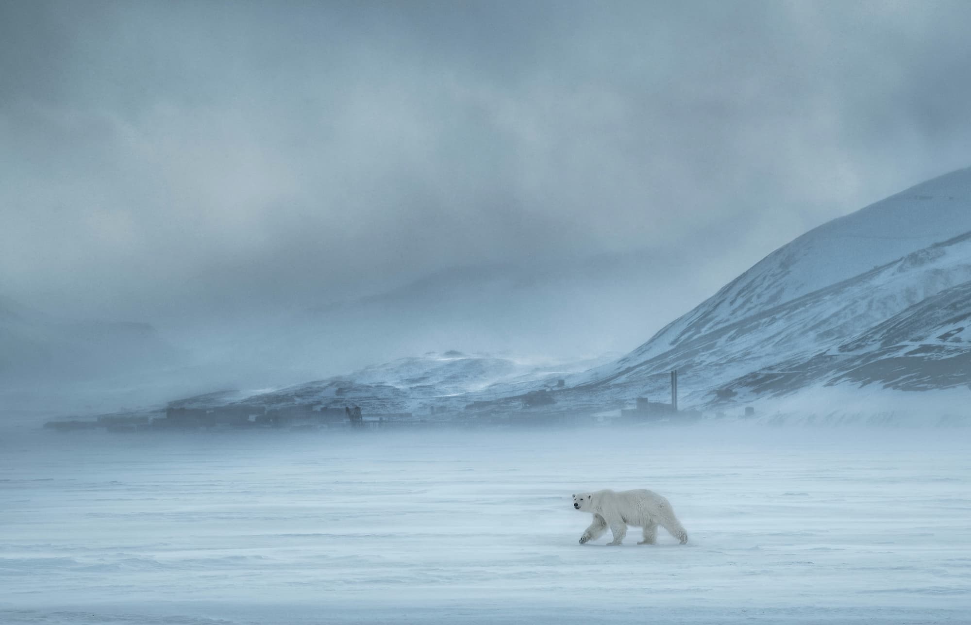 "North of The Wall" by David Yarrow, Svalbard, Norway, 2019. Colour photograph.