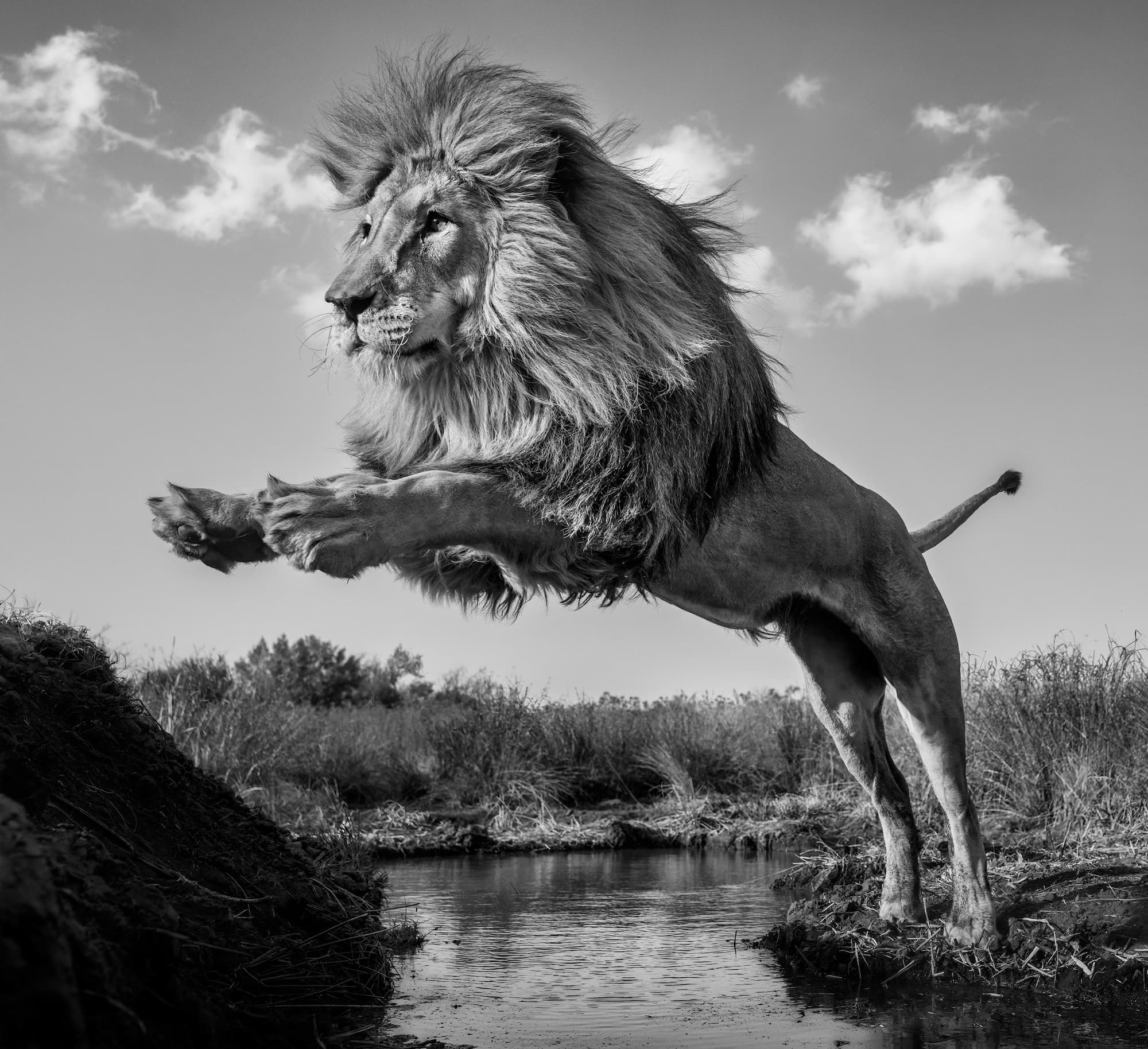 "O Captain! My Captain!" by David Yarrow, Dinokeng, South Africa, 2024. Black and white photograph.