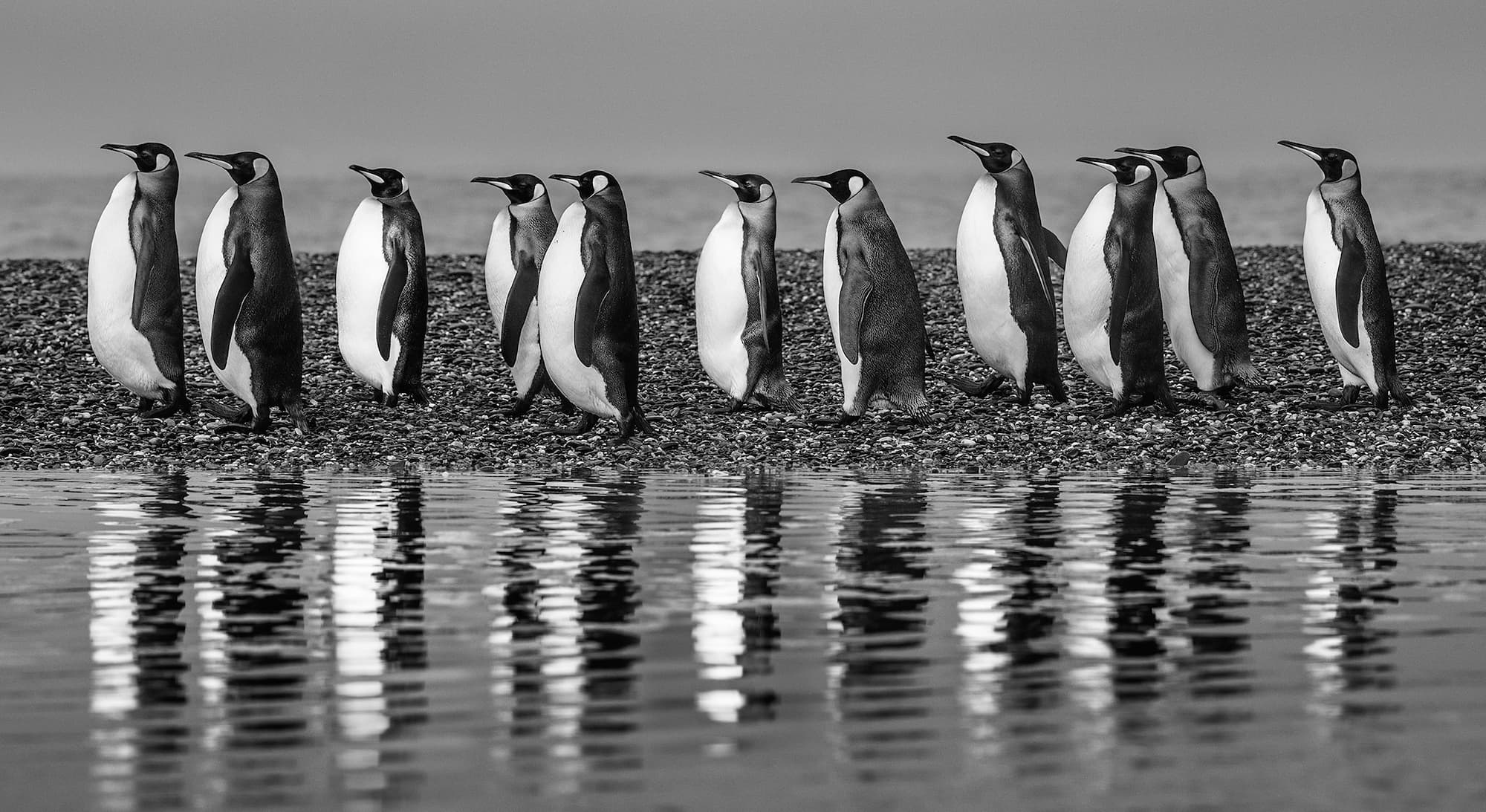 "Ocean's Eleven" by David Yarrow, South Georgia, 2018. Black and white photograph.