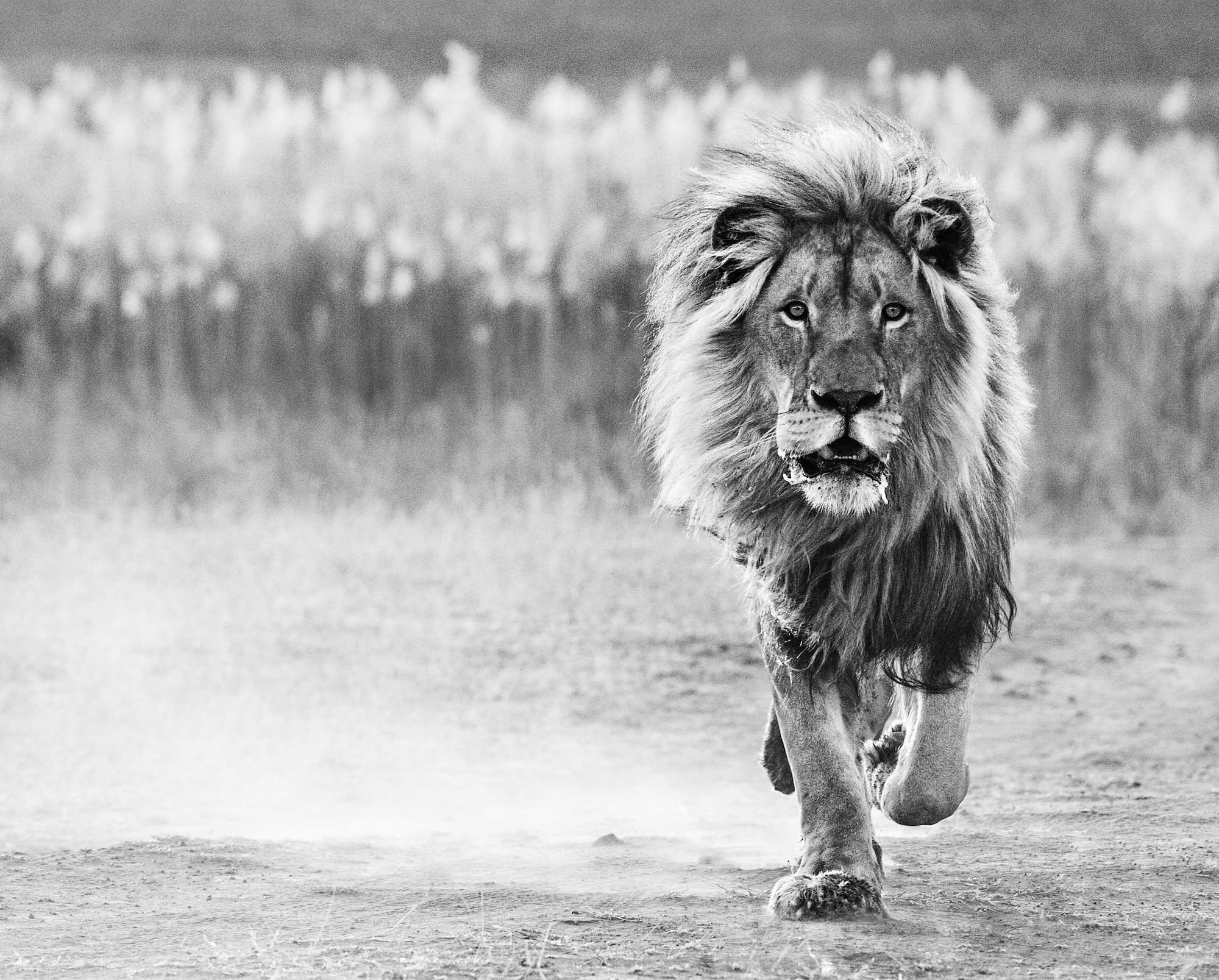 "One Foot on the Ground" by David Yarrow, Dinokeng, South Africa, 2014. Black and white photograph.