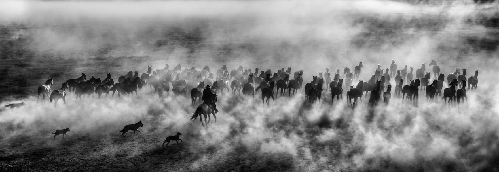 One Hundred Horses (B&W)