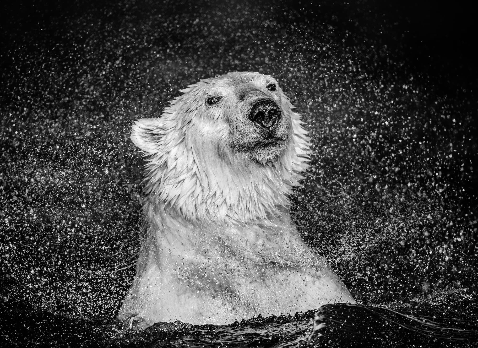 "Open Water" by David Yarrow, Beaufort Sea, Alaska, 2018. Black and white photograph.