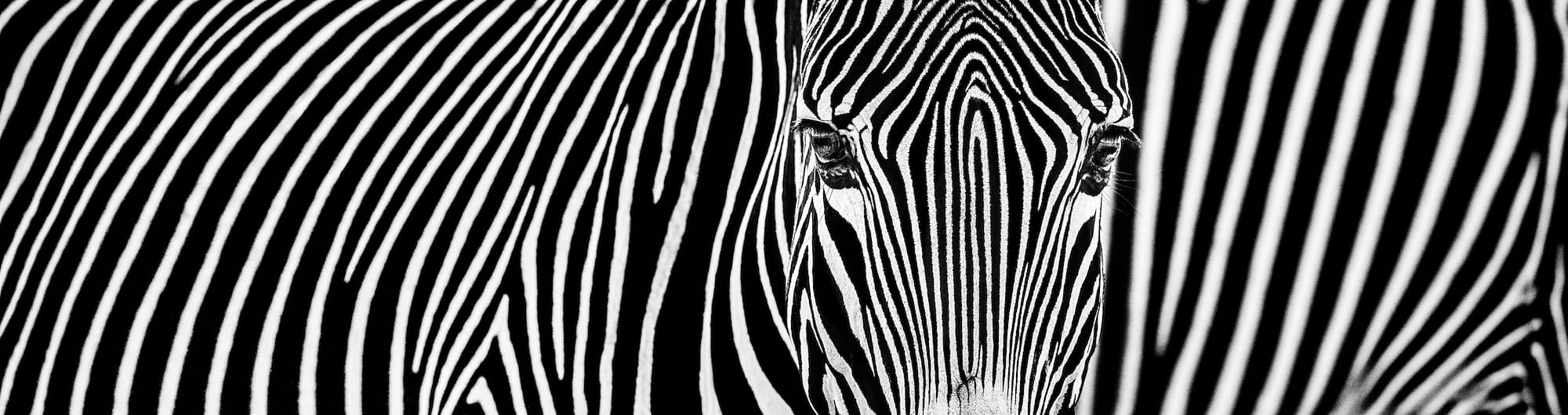 "Parallel Lines" by David Yarrow, Lewa, Kenya, 2018. Black and white photograph.