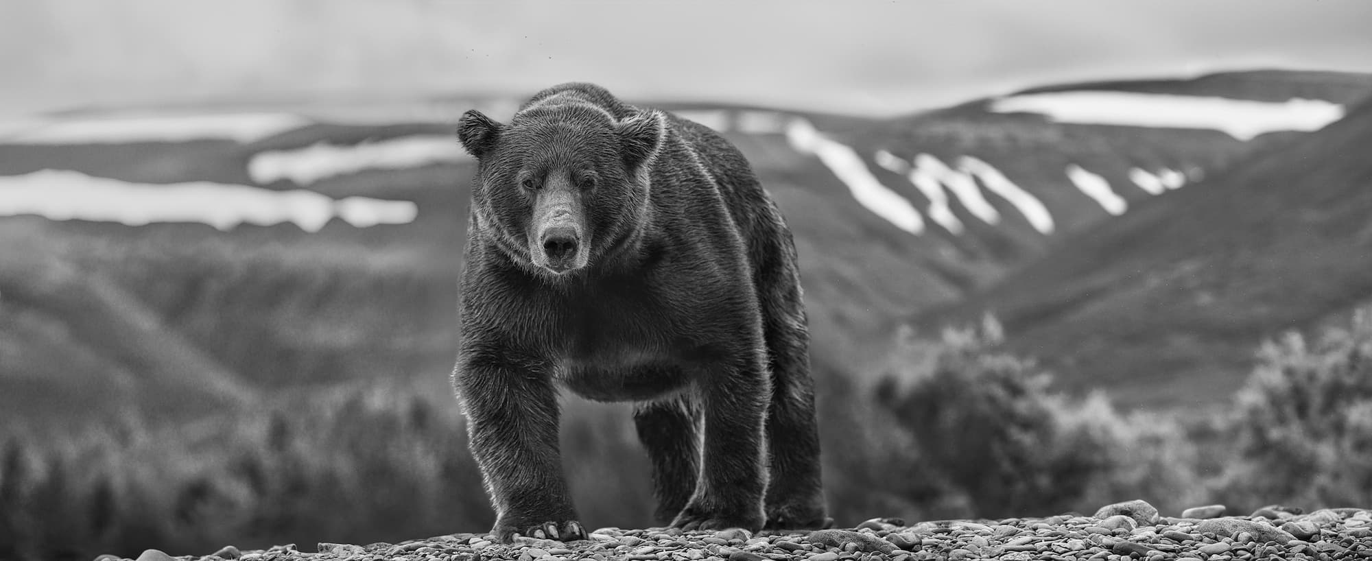 "Pebble Beach" by David Yarrow, Kamishak, Alaska, 2021. Black and white photograph.