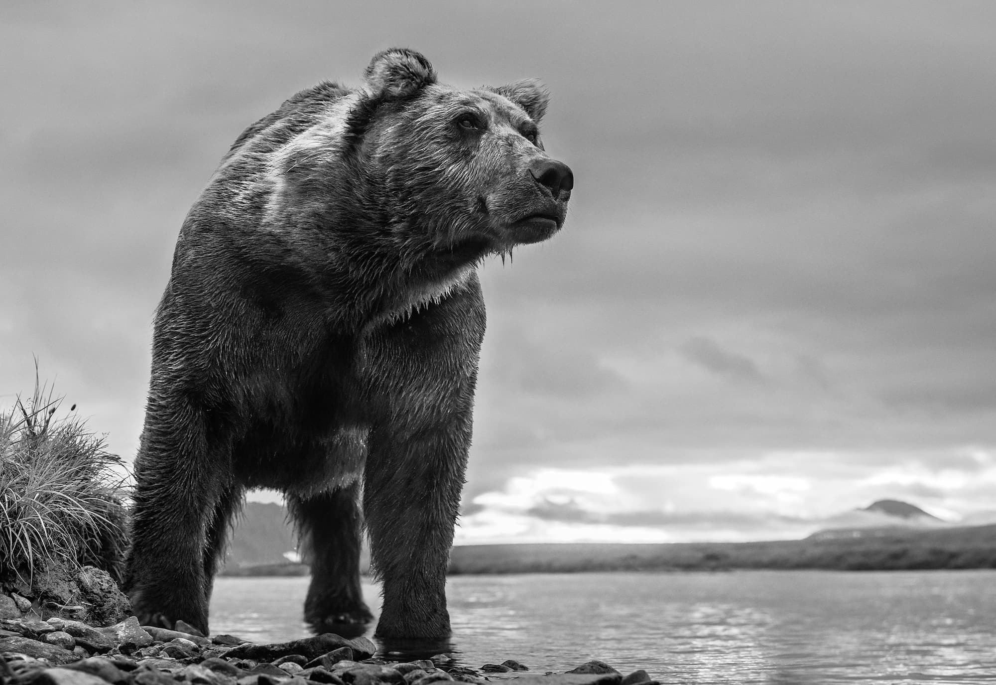 "Predator" by David Yarrow, Katmai National Park, Alaska, 2018. Black and white photograph.