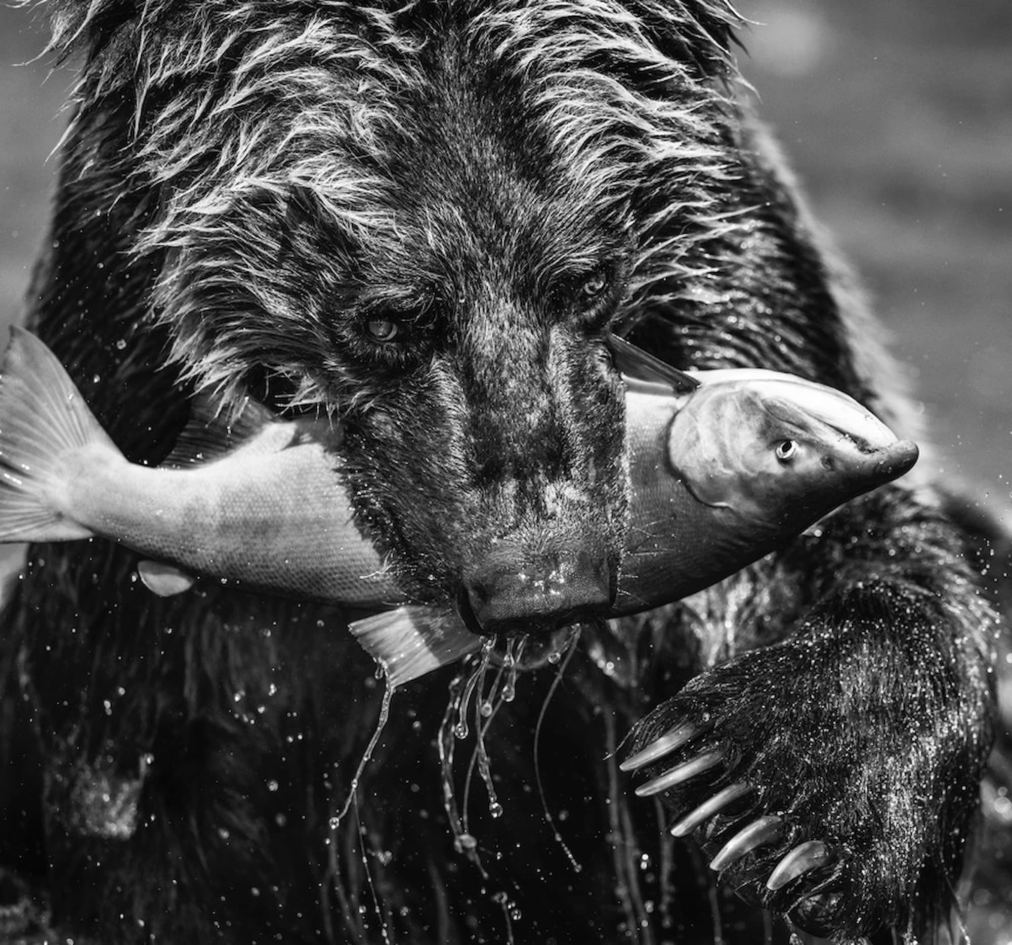 "Primeval" by David Yarrow, Katmai National Park, Alaska, 2017. Black and white photograph.