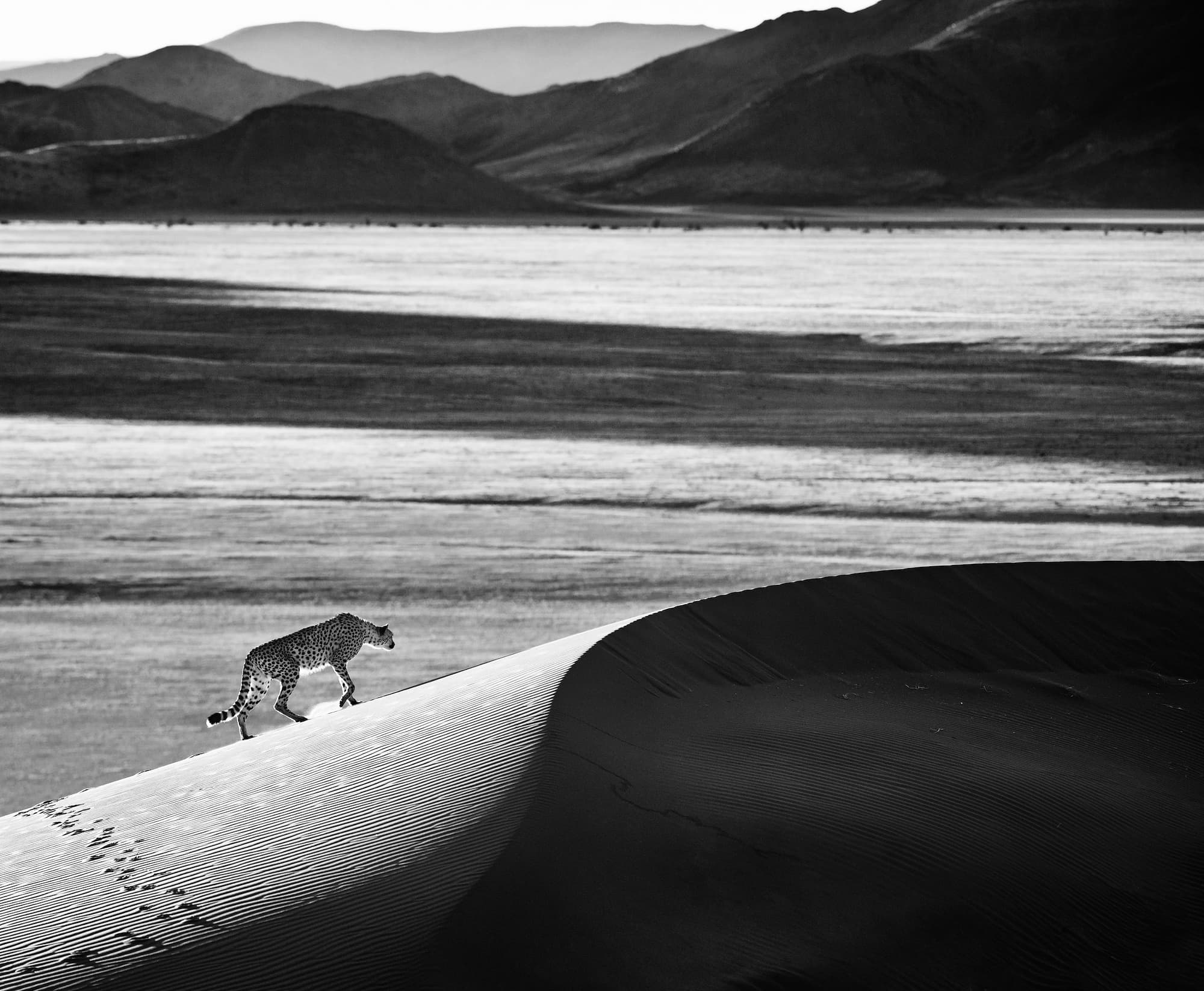 "Prowl" by David Yarrow, Namib Desert, Namibia, 2013. Black and white photograph.