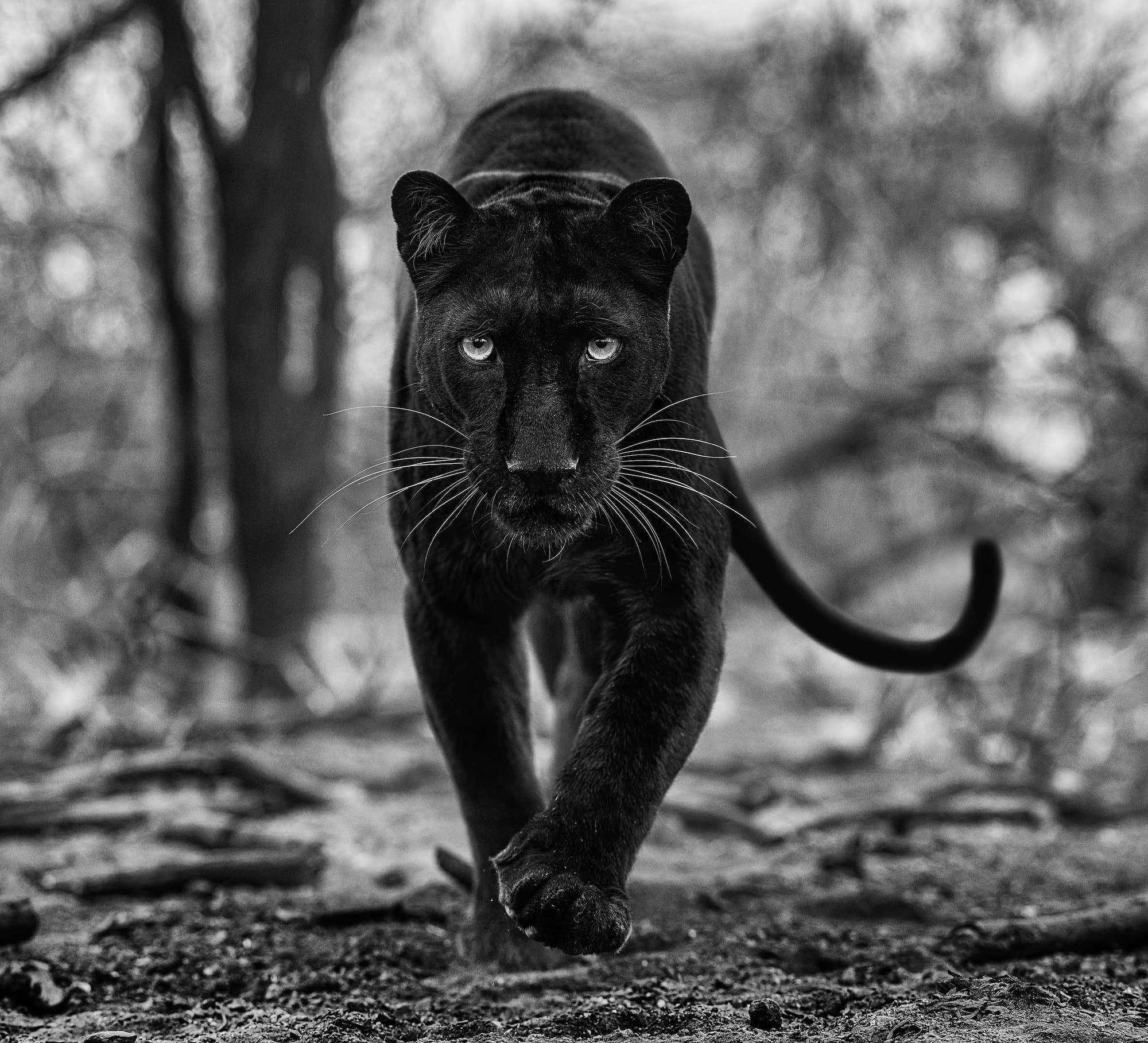 "Remains of the Day" by David Yarrow, Dinokeng, South Africa, 2021. Black and white photograph.