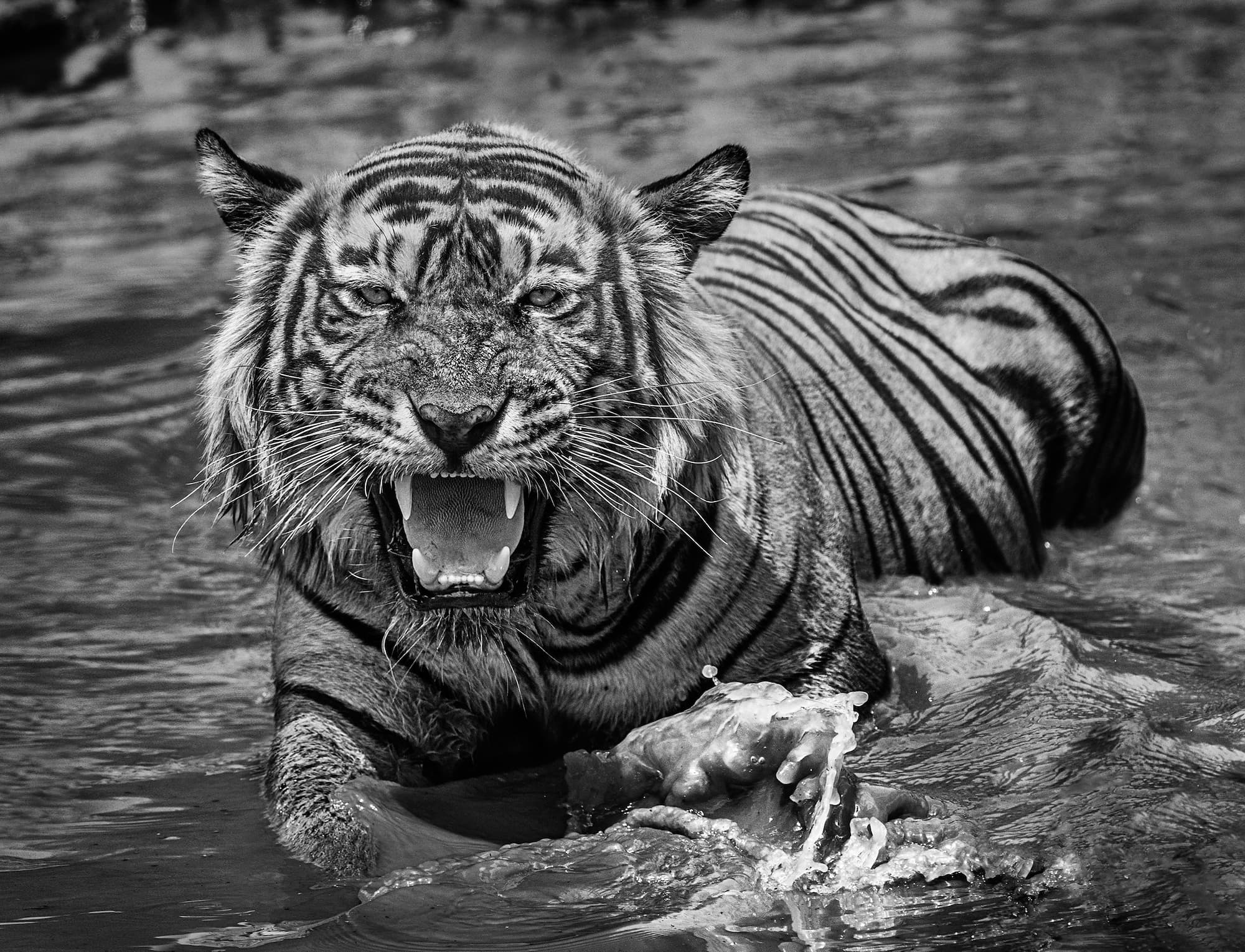 "Risky Business" by David Yarrow, Ranthambore National Park, India, 2018. Black and white photograph.