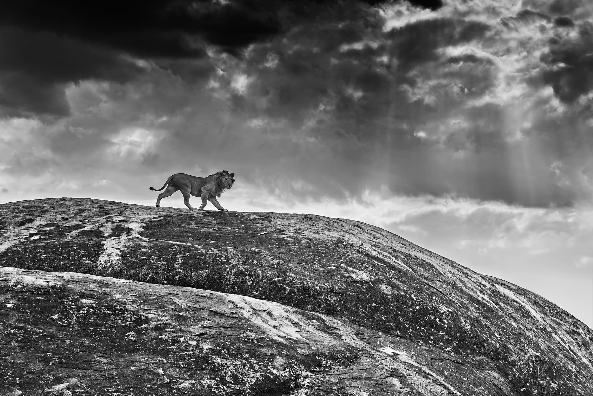 "Rock Star" by David Yarrow, Serengeti, Tanzania, 2016. Black and white photograph.