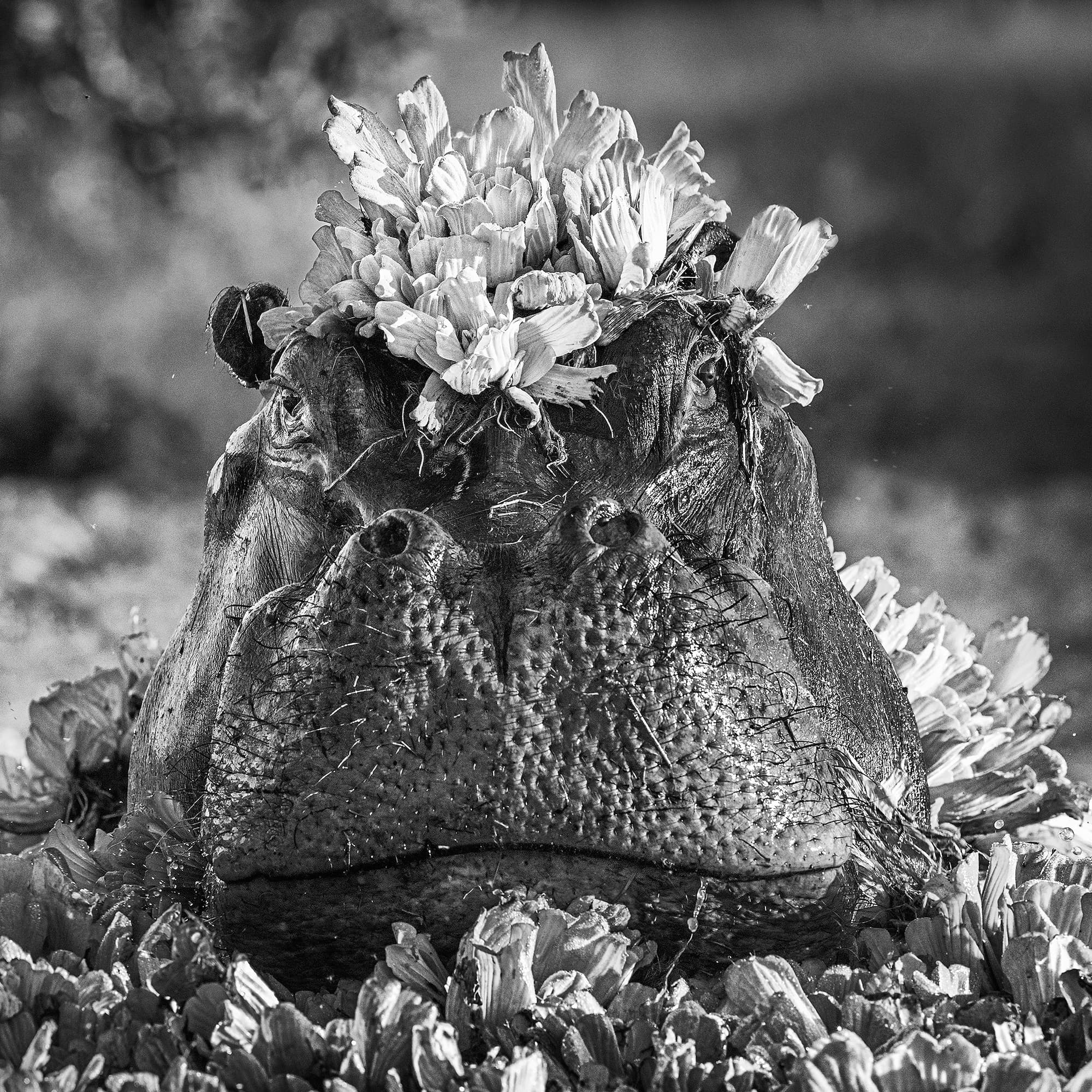 "Royal Ascot" by David Yarrow, Mana Pools, Zimbabwe, 2017. Black and white photograph.